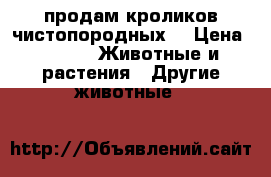  продам кроликов чистопородных  › Цена ­ 300 -  Животные и растения » Другие животные   